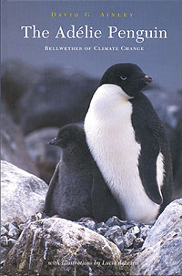 The Adlie Penguin