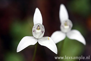 Orchideeën in bloei in het Nationaal Park.