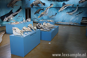 Botten van zeezoogdieren liggen uitgestald in het Museo Acatashún
