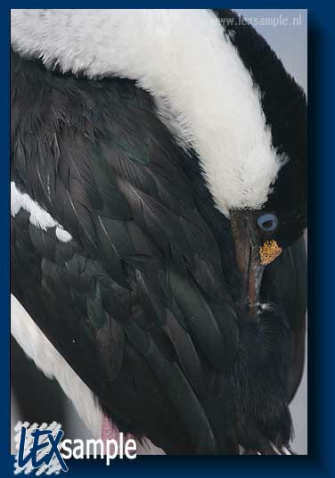 Close-up of an Antarctic Shag