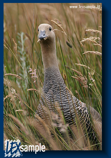 Vrouwtje magelhaengans in het Nationale Park Tierra del Fuego