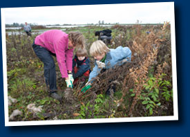 Vrijwilligers rooien wilgen op de Natuurwerkdag van Staatsbosbeheer