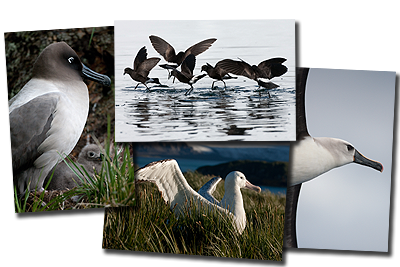 The four folded postcards that accompany the exhibition Nomads of the Ocean