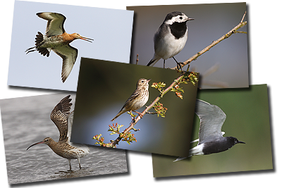 Set 'Vogels van Nederland (1)' (ANK-C30)