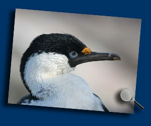 Klik voor een vergroting